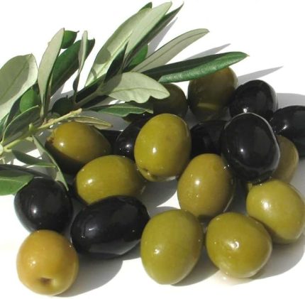 Tüplü Bol Verimli Salamuralık Gemlik Trilye Zeytin Fidanı