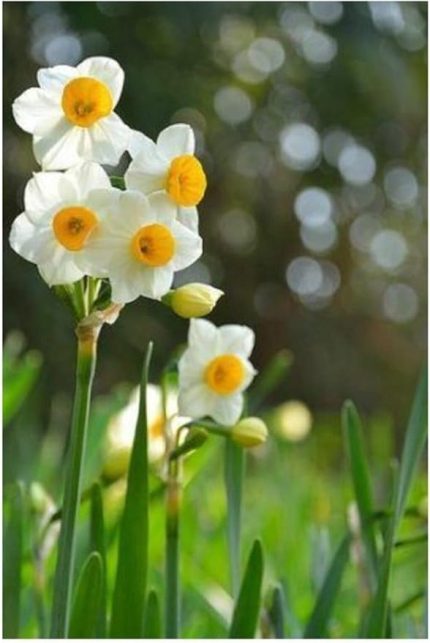 Dünyam Nergiz Tohumu 5 Adet Tohum Nergis Çiçeği Tohumu Çiçek Tohumu