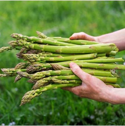 TARIM ATA TOHUMU YERLİ KUŞKONMAZ TOHUMU (ASPARAGUS) 40 ADET TOHUM