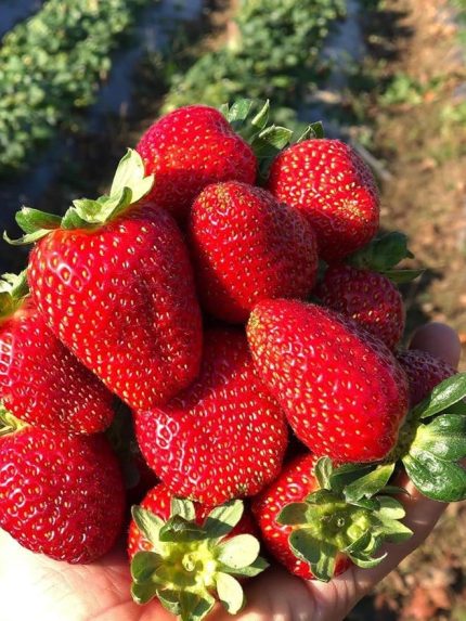 Garden Doğal Yediveren Anadolu Çileği Tohumu 100 Ad. Tohum