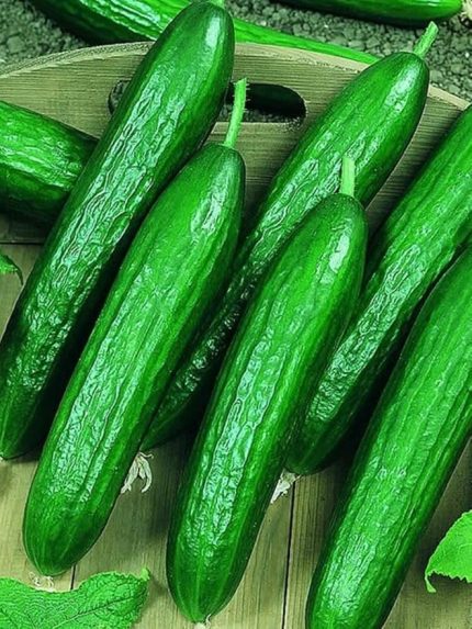 Garden Çok Verimli Hibrit Salatalık Tohumu 30 Ad. Tohum