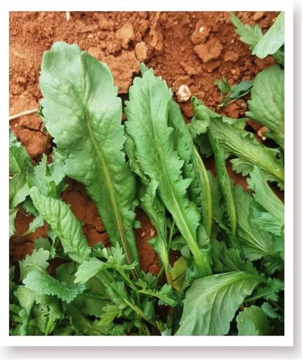 TARIM Ata Tohumu Yerli Enli Tere 1000 Adet Tohum