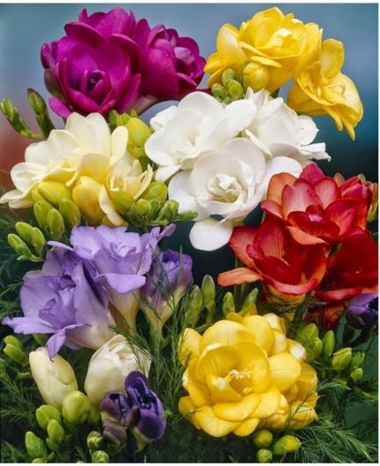 Katmerli Frezya Çiçeği Soğanı - 20 Adet