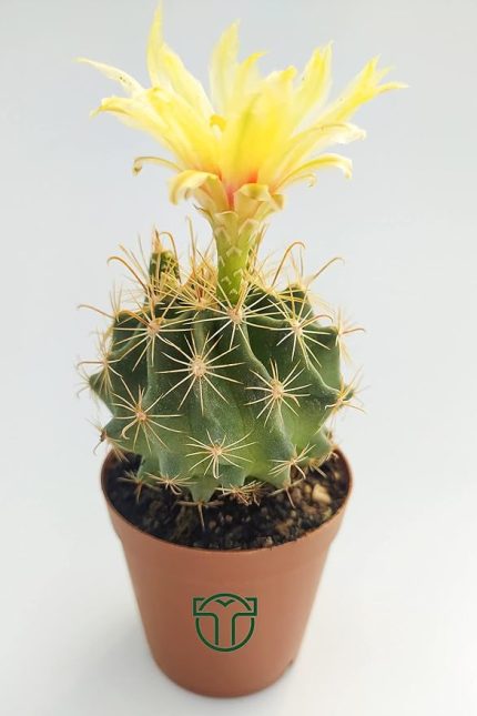 Flora Thelocactus İdeas Çiçek Açan Kaktüs 5.5 cm Saksıda