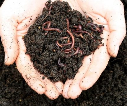 KALİFORNİYA SOLUCANI(100 adet solucan+200gr fermente yem+2litre plastik bakım evi) -Evde Kompost İçin Canlı Solucan Paketi-Solucan Gübresi Üretimi İçin Canlı Solucan