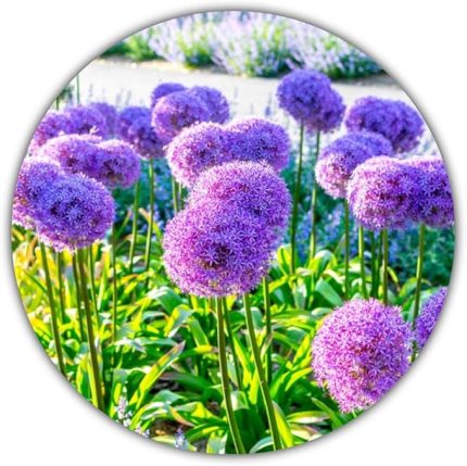 Dev Allium/Süs Allium (Allium giganteum) /yaklaşık 50 tohum/bitki yüksekliği 80 ila 150 cm/sert/çok yıllık