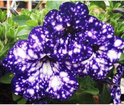Dünyam 10 Adet Mavi-beyaz Renkli Bodur Petunya Tohumu Ithal