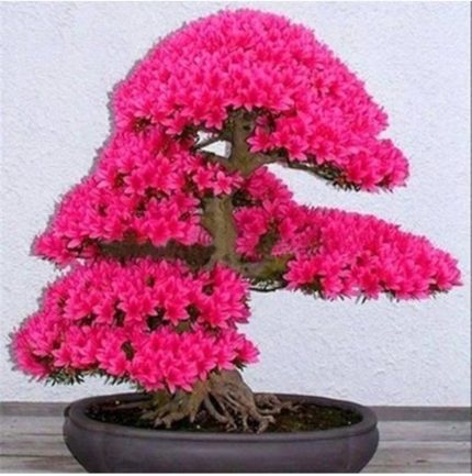 Dünyam Japon Sakura Bonsai Ağacı Tohumu 10 Adet