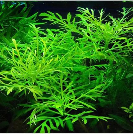 Difformis 4-6 Kök Canlı Bitki