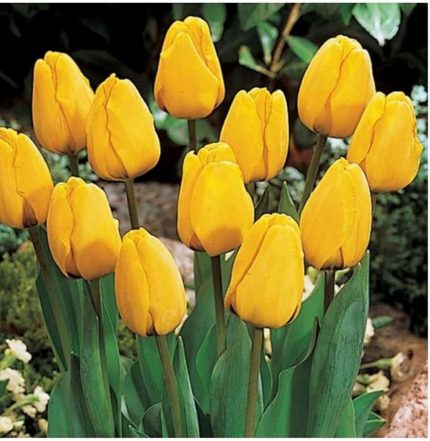 Sarı Lale Soğanı 5 Adet