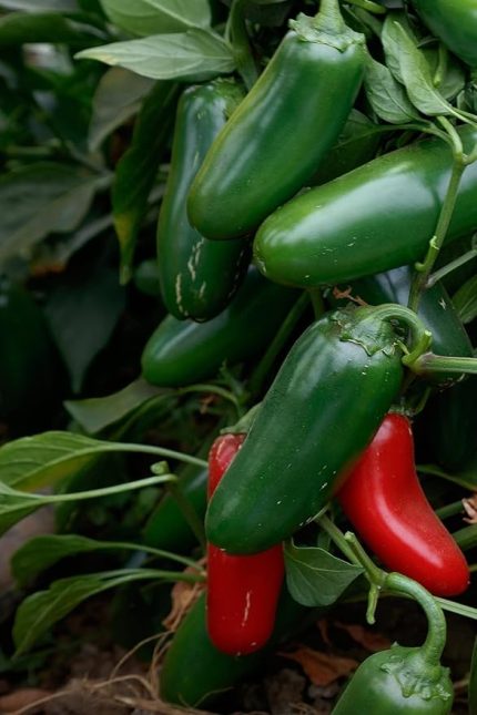 Jalapeno Biberi Tohumu 20+ Adet