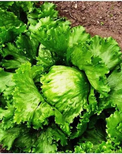 TARIM DOĞAL GÖBEK MARUL ICEBERG GREAT LAKES 1000 ADET TOHUM