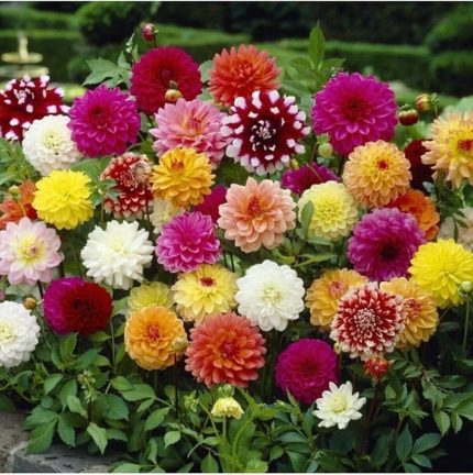 Dünyam 10 Adet Karışık Renkli Dahlia Çiçeği Tohumu