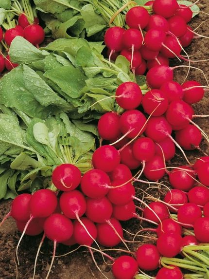 Garden Doğal Ufak Antep Turpu 100 Ad. Tohum