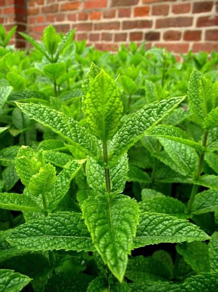 Garden Doğal Anadolu Nanesi Tohumu 100 Ad. Tohum