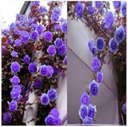 Dünyam 10 Adet Mor Sarmaşık Gül Tohumu