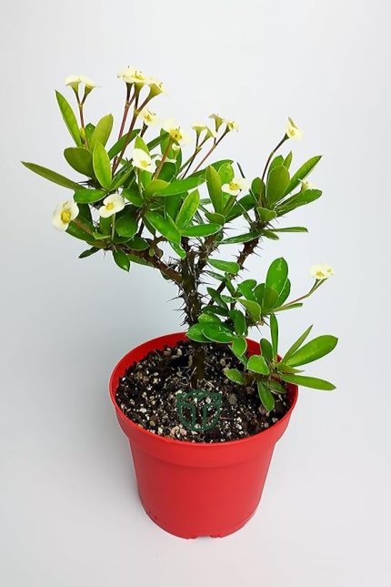 dikenler tacı büyük boy Euphorbia Milii nadir bulunan spiral dikenli 12 cm kırmızı saksıda