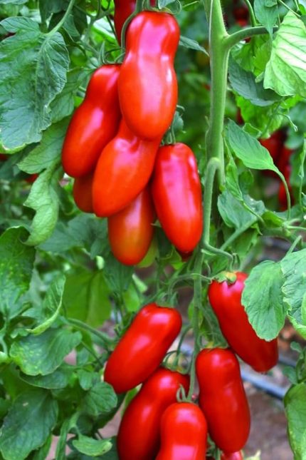 Look San Marzano Domates Tohumu / 5+ Adet Tohum TH-thmcmthm389