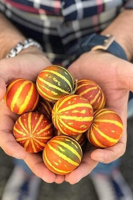 Dünyam Kırlangıç, Kokulu Süs Kavunu Tohumu / 10 Adet Şamama Tohumu