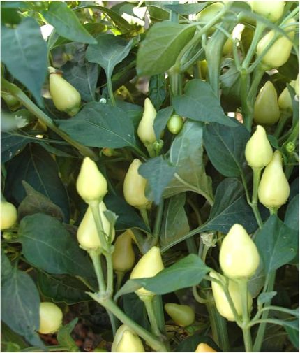 TARIM Ata Tohumu Yerli Doğal Badem Biberi 100 Adet Tohum