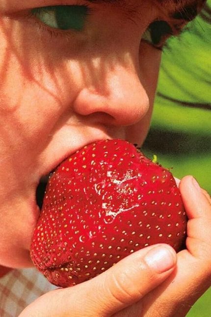 Dünyam Jumbo Dev Çilek Tohumu / 40 Adet Çilek Tohumu