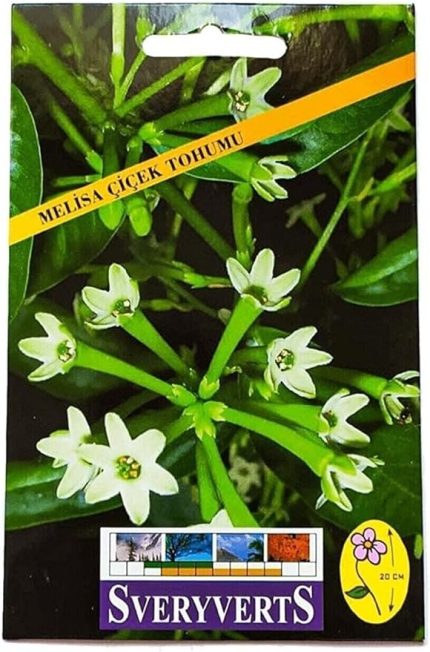 Melisa Çiçeği Tohumu