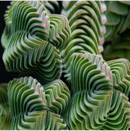 Look Crassula Columnaris Sukulent Tohumu TH-9154684654850