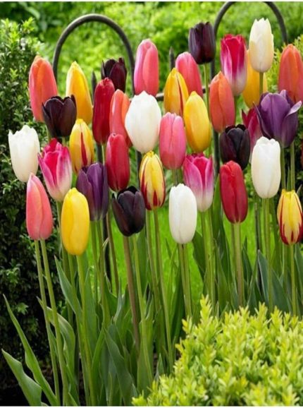 20 Adet Hollanda Lale Soğanı Karışık Renk