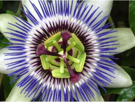 Dünyam 5 Adet Blue Passion (passiflora Caerulea) Tohumu