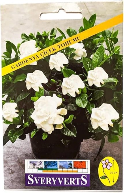 Gardenya Çiçeği Tohumu