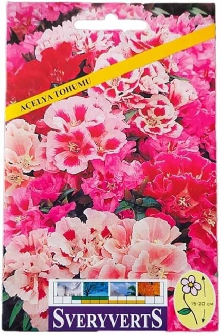 Açelya Çiçeği Tohumu