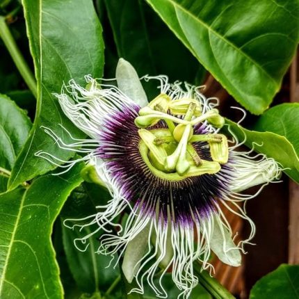 Paket Tüplü Çarkıfelek Pasiflora Edulis Maruçya Fidanı