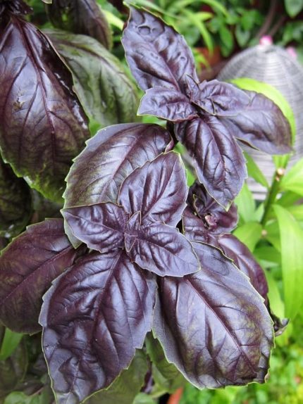 Garden Doğal Fesleğen Mor Reyhan 1000 Ad. Tohum