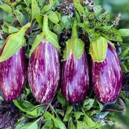 TARIM Ata Tohumu Yöresel Kayseri Yamula Patlıcanı Pijamalı Patlıcan 50 Adet Tohum