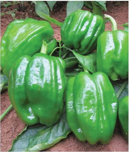 TARIM Ata Tohumu Yöresel Dolma Biber Antep 100 Adet Tohum