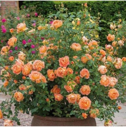 Look 10 Adet Turuncu Renkli Yediveren Kokulu Sarmaşık Gül Tohumu TH-12003206988565555