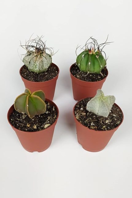 lü Astrophytum Özel Tür Kaktüs Seti 5.5 cm Saksıda