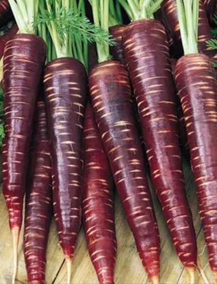 TARIM ATA TOHUMU YERLİ MOR HAVUÇ TOHUMU 1000 ADET TOHUM