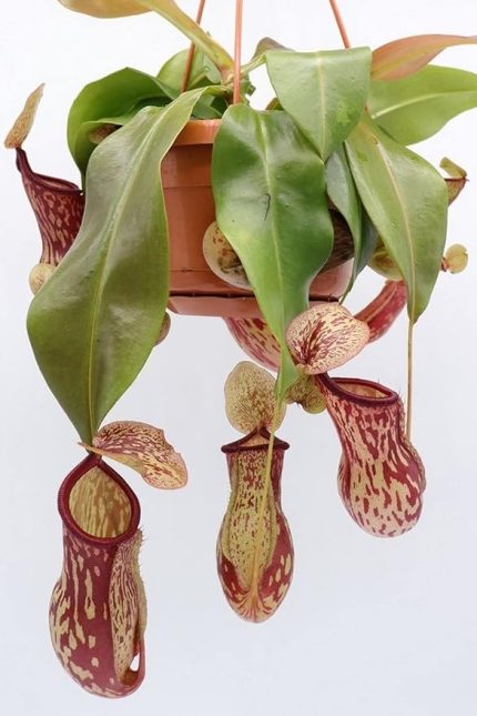 Look Sinek Kapan Etobur Bitki Nepenthes Fly Trap Tohumu / 5 Adet Tohum TH-thmcmthm431