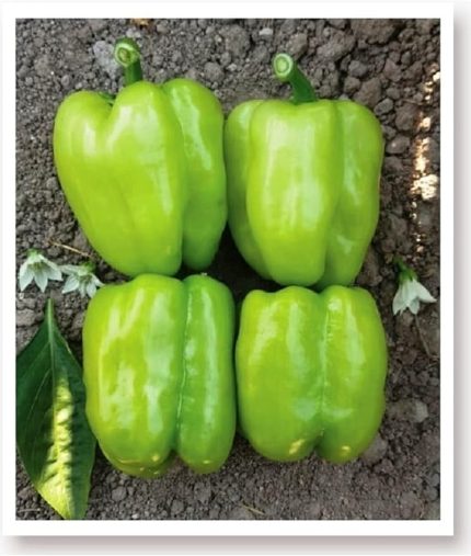 TARIM Ata Tohumu Tatlı Kandil Dolma Biberi 1000 Adet Tohum