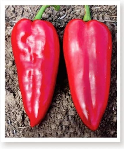 TARIM Ata Tohumu Yöresel Yağlık Biber 1000 Adet Tohum