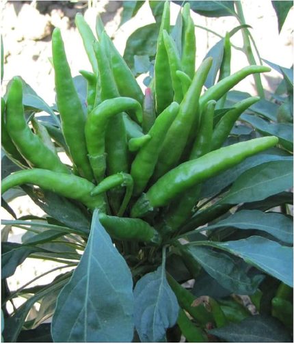 TARIM Ata Tohumu Yerli Süs Biberi 100 Adet Tohum