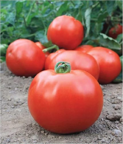 Tarım Ata Tohumu Yerli İri Domates 100 Adet Tohum