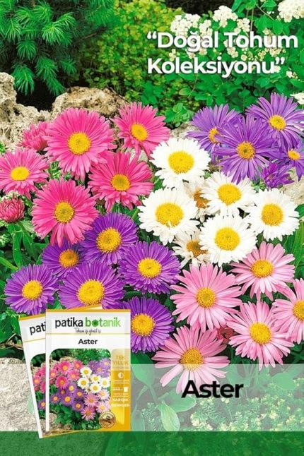 Botanik 50 Adet Aster Çiçeği Tohumu