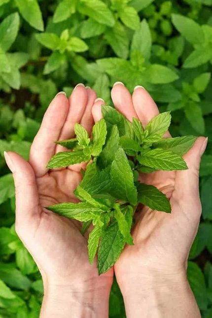 Yediveren Nane Tohumu 100 Adet Tohum