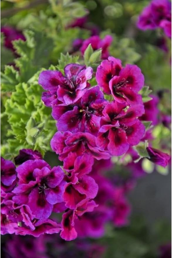 71IEZXqdlML._AC_SY879_