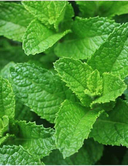 TARIM ATA TOHUMU YERLİ ANADOLU NANESİ 0.1 GRAM TOHUM