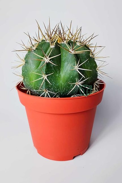 kaktüs Melocactus Matanzanus 12 cm kırmızı saksıda
