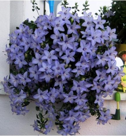 Look Campanula Mavi Çan Çiçeği Tohumu 10 12 Adet TH-31655116867425