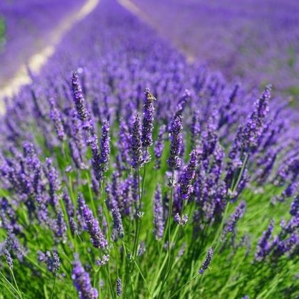Paket Tüplü Yoğun Kokulu Aromatik Lavanta Fidanı (10-20 cm)